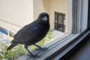 The crow outside my window at the Spiritual Seniors office