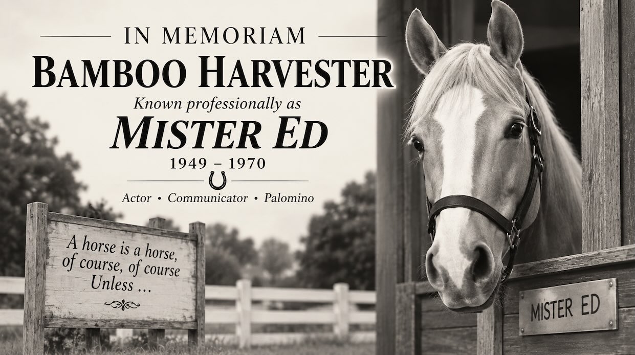 In Memorian Mr. Ed